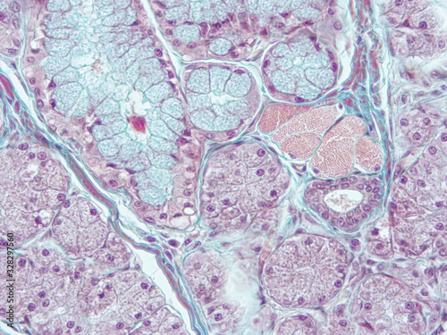 picture of histology human tissue with microscope from laboratory (not Illustration Designation)