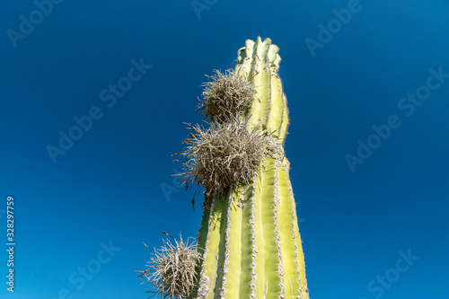 Tillandsia recurvata aerial Plant growing on cactus in Baja California photo