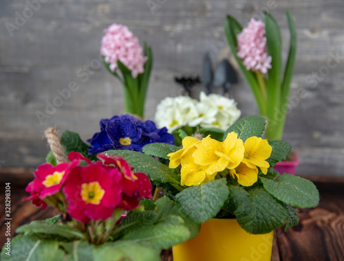 Wallpaper Mural Bright spring flowers and garden tools against a gray wall. Selective focus. Copy space for text, advertising, design. Torontodigital.ca