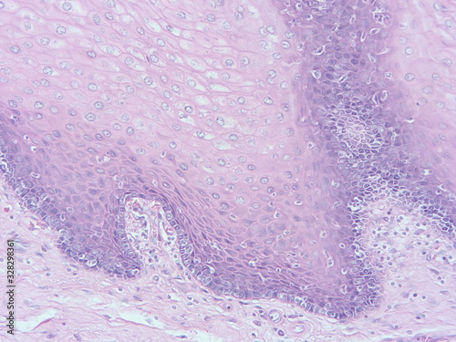 picture of histology human tissue with microscope from laboratory (not Illustration Designation)