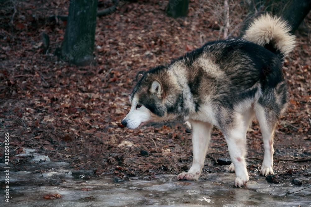 Portrait of a thoroughbred animal sled dog breed Alaskan Malamute. Adult obedient pet beautiful gray fluffy well-groomed dog walks in nature in the autumn forest