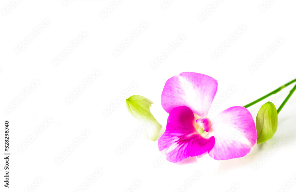 Purple Phalaenopsis orchid flowers on white background.
