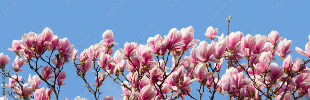 Obraz premium Magnolia flowers in spring time.