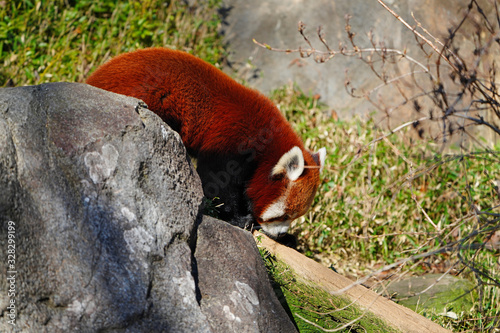 View of a red panda (ailurus) photo