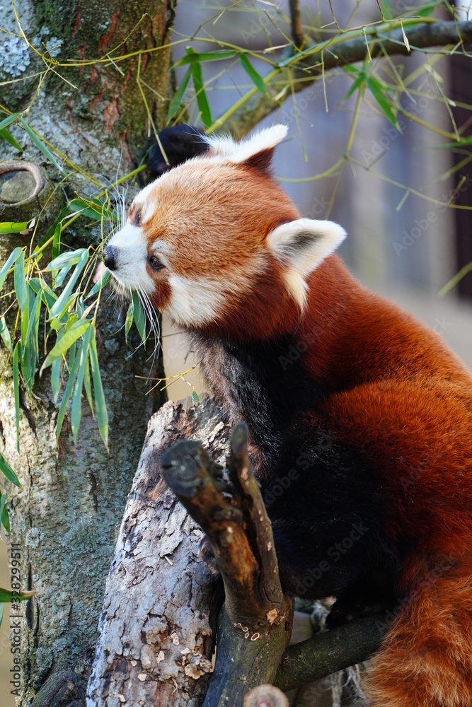 Fototapeta premium View of a red panda (ailurus)
