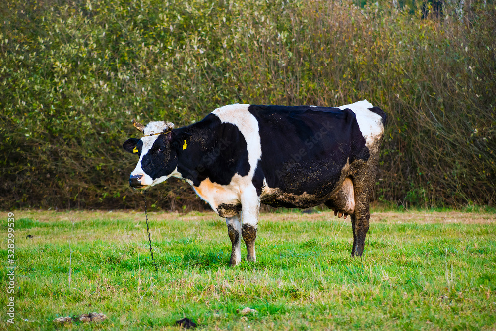 The cow grazing on the field on the cloudy day