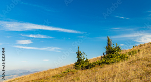 vivid clear day highland landscape mountain ridge top diagonal horizon background scenic view two small pine trees on blue sky panoramic background space