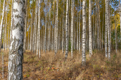 Birch trees with fresh green leaves in autumn. Sweden  selective focus