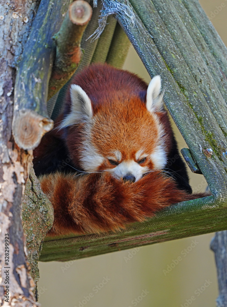View of a red panda (ailurus) View of a red panda (ailurus)