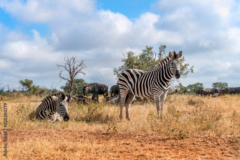 Obraz premium Nice zebras in Kruger National Park, South Africa