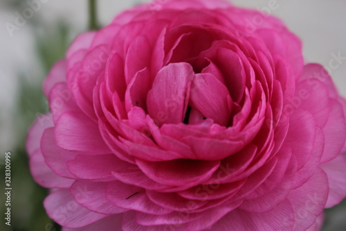 pink rose on green background close-up love