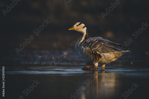 Portrait of Bar-headed goose (Anser indicus) at outskirts of Pune, Maharashtra, India