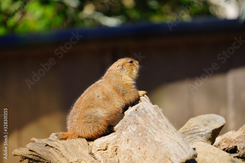 View of a black-tailed prairie dog photo