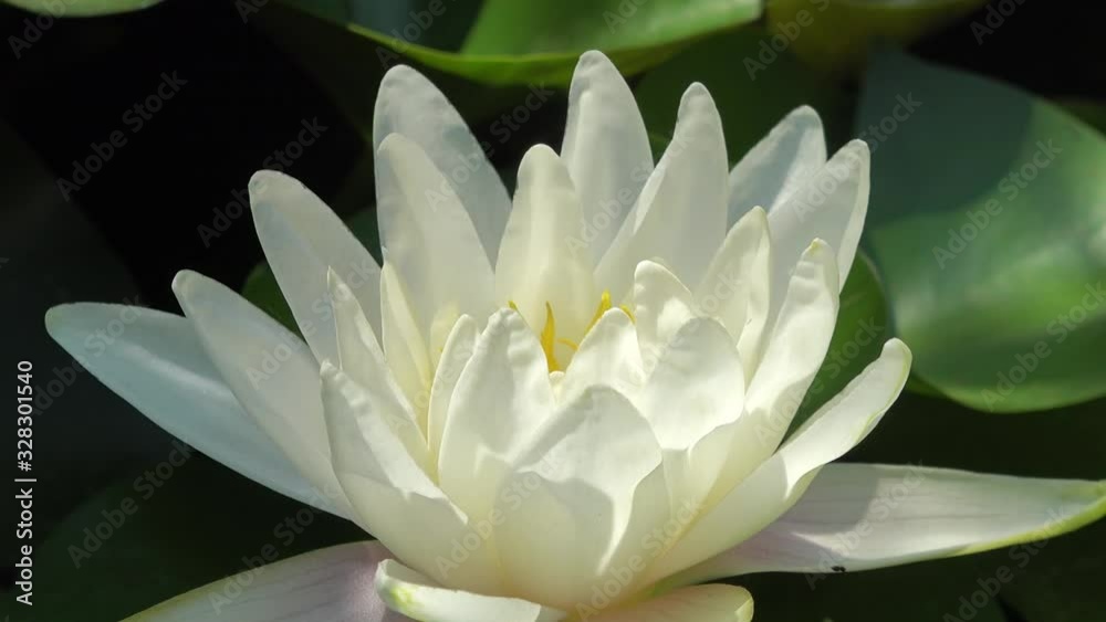 Time lapse footage of white water lily flower opens and closes with