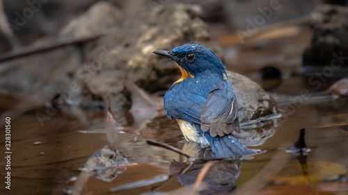 Beautiful blue bird Tickell's blue-flycatcher taking a shower in a puddle of water