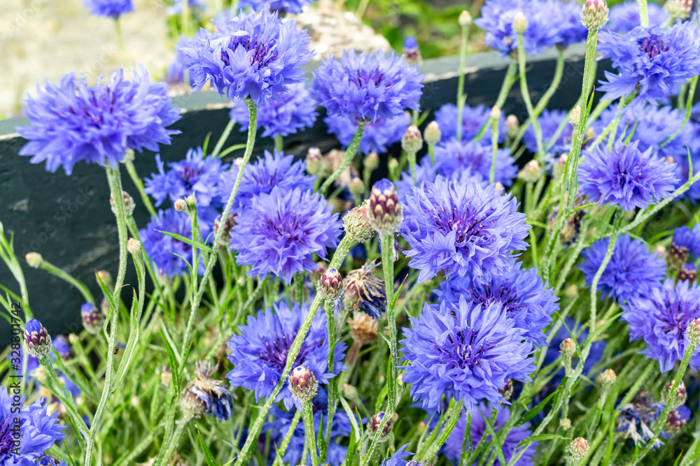 Blue cornflowers closeup blooming in a summer meadow, vintage floral rural landscape. Blue cornflowers closeup blooming in a summer meadow, vintage floral rural landscape.