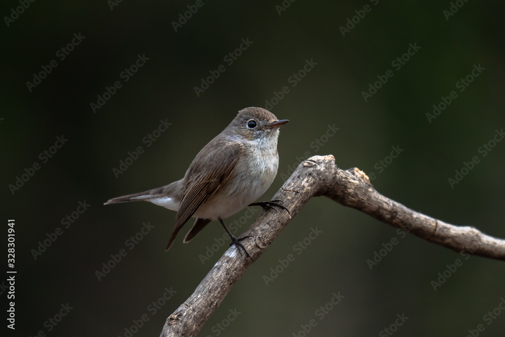 Red-breasted flycatcher (Ficedula parva) females perched on a branch Red-breasted flycatcher (Ficedula parva) females perched on a branch