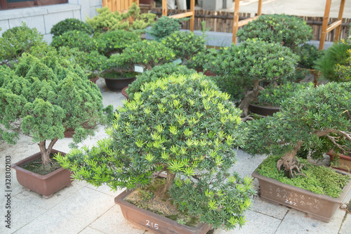 Luohansong bonsai and tongue in the basin garden of Nantong, China