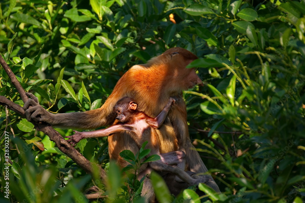 Fototapeta premium Malaysia. The long-nosed monkey or kahau — a species of primates from the subfamily of thin-bodied monkeys in the family of monkeys. Distributed exclusively on the island of Borneo