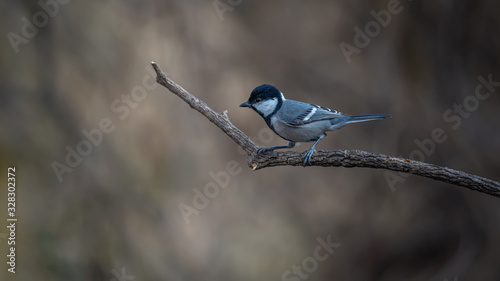 The cinereous tit (Parus cinereus) an uncrested gray, black, and off-white tit of light woodlands in its natural wild life environment.