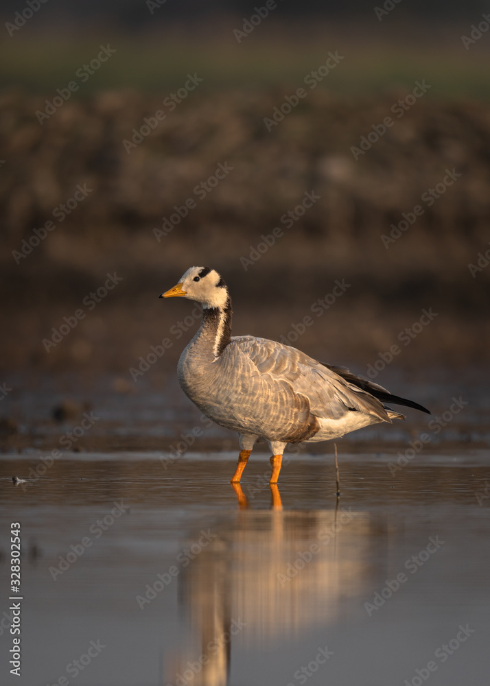 Portrait of Bar-headed goose (Anser indicus) at outskirts of Pune, Maharashtra, India Portrait of Bar-headed goose (Anser indicus) at outskirts of Pune, Maharashtra, India