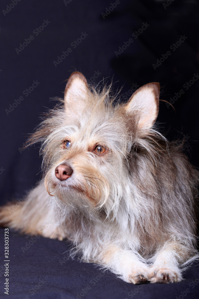 Naklejka premium Fluffy gray dog on a dark background