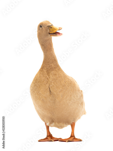Beige duck on a white background.