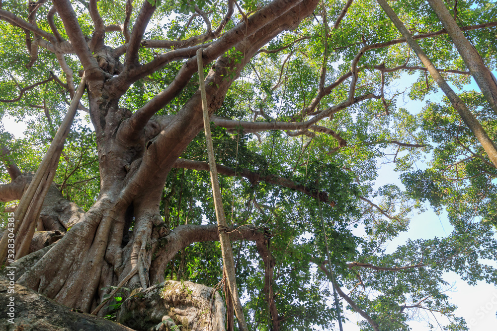 バンヤンの木　ベトナム