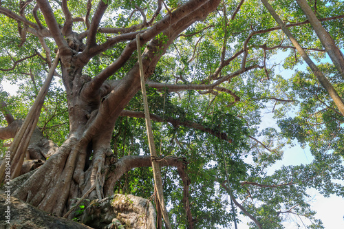 バンヤンの木　ベトナム © M・H
