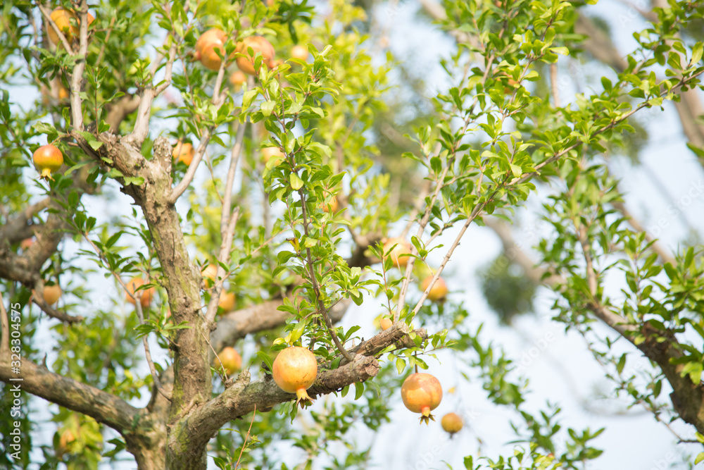 Pomegranate trees in the basin garden of Nantong, China Pomegranate trees in the basin garden of Nantong, China