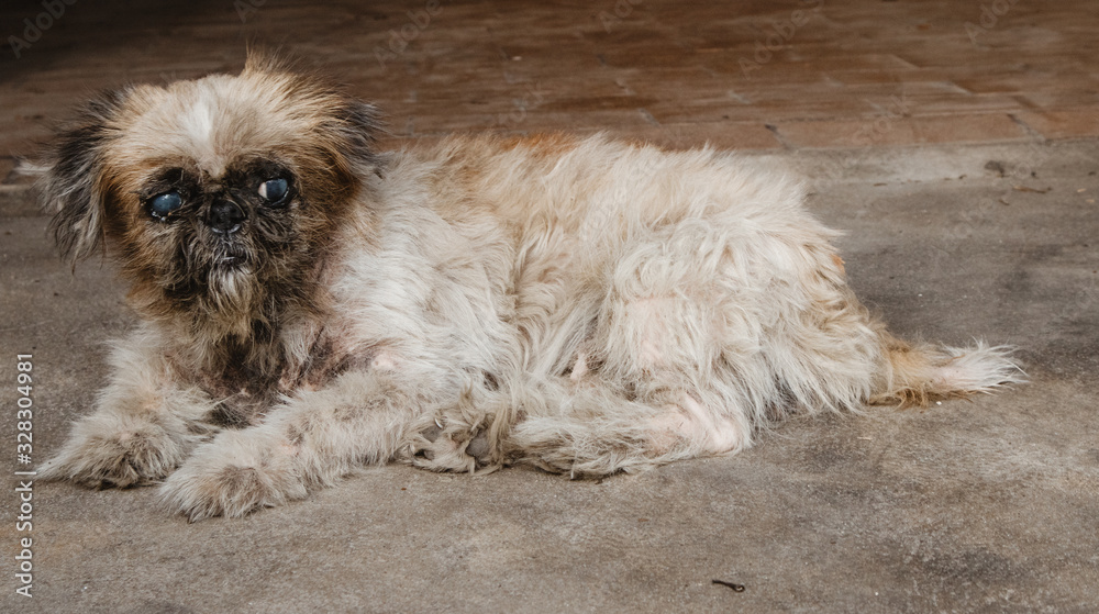old and dirty dog lying on concrete floor. old and dirty dog lying on concrete floor.