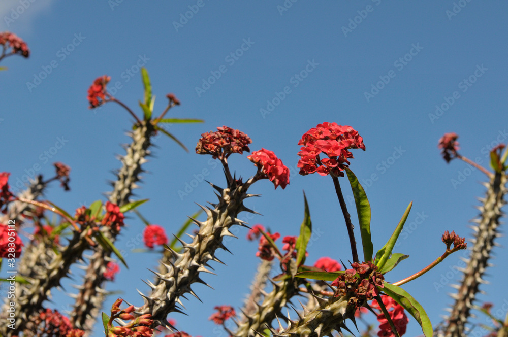 Épine du Christ (Euphorbia milii) dans un jardin de La Réunion. Stock