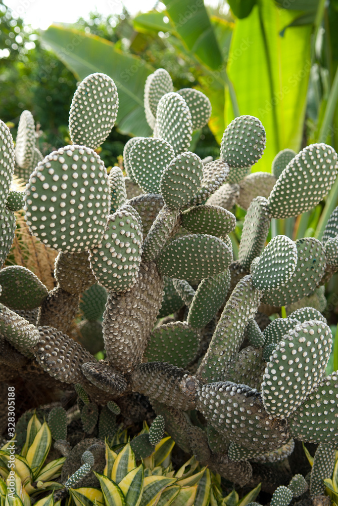 Massif de cactus raquette (Opuntia microdasys) dans un jardin de La Réunion.