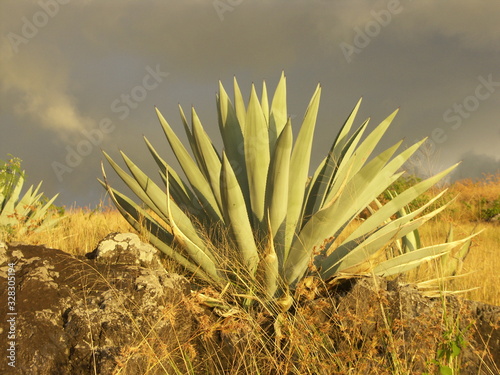 Choka ou Kader à La Réunion (Agave attenuata) dans la savane de l'Ouest. photo