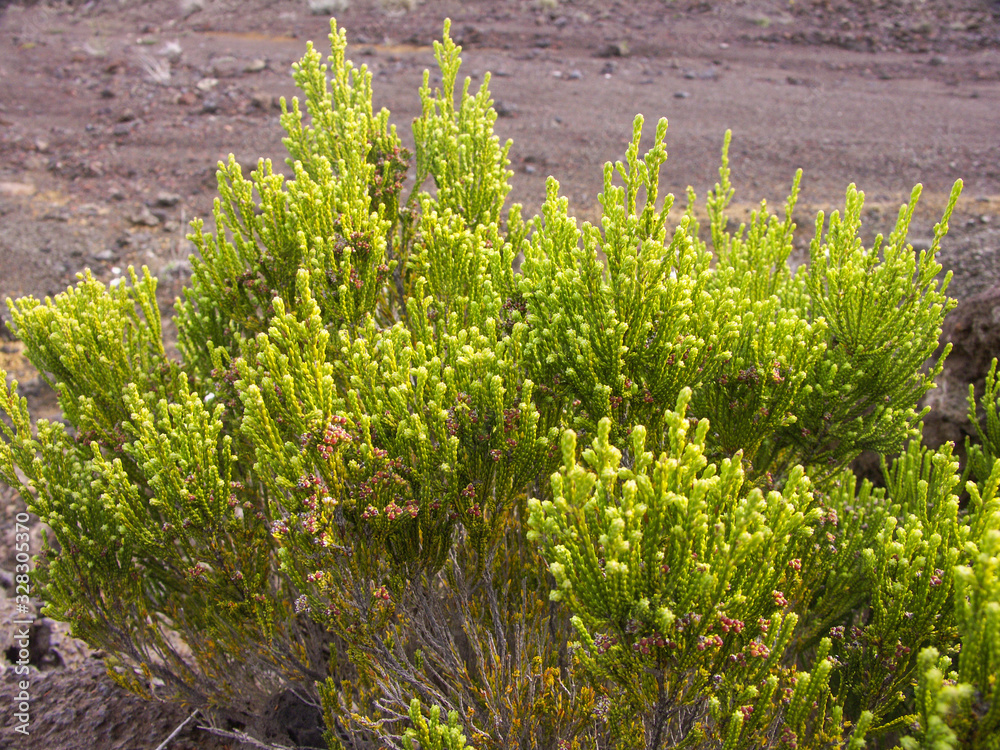 Branles vert (Erica arborescens) dans l'enclos du volcan de l'île de La Réunion. Branles vert (Erica arborescens) dans l'enclos du volcan de l'île de La Réunion.