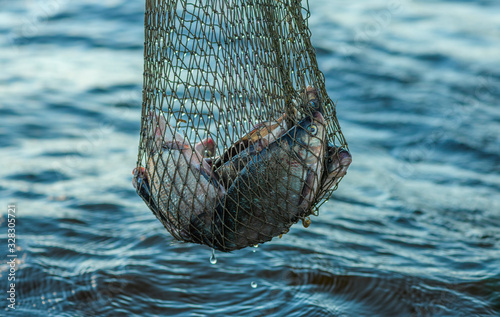 Canvas Print The caught fish (Abramis brama) is in the fishing net above the water