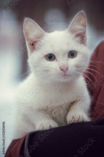 white cat on the shoulder © Дарья Ломпартер