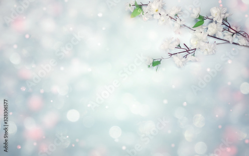 spring background of flowering white cherry flowers tree and leaves © Anastasia Tsarskaya