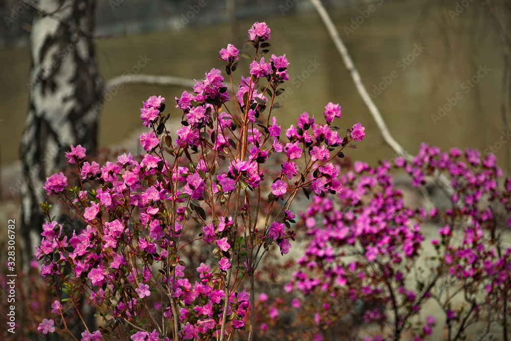Obraz premium Russia. Mountain Altai. Chuyskiy tract in the period of the flowering of Rhododendron Ledebourii.