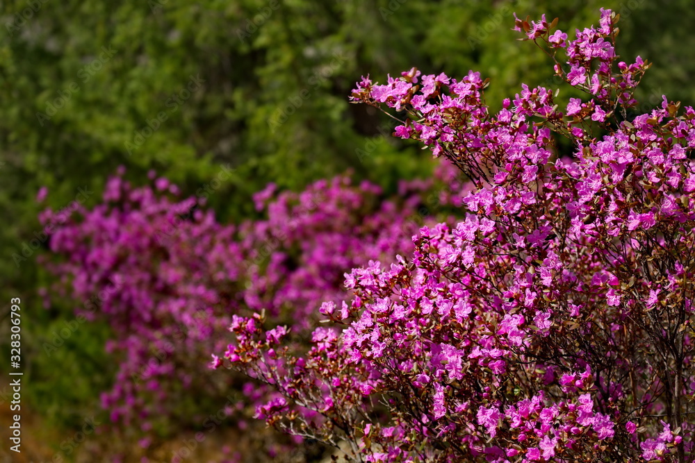Obraz premium Russia. Mountain Altai. Chuyskiy tract in the period of the flowering of Rhododendron Ledebourii.