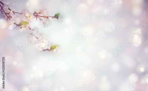 spring background of flowering white cherry flowers tree and leaves