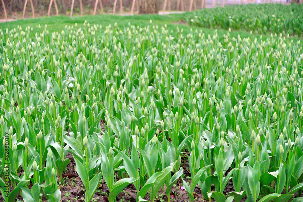 Obraz premium Tulip plantation in City Garden