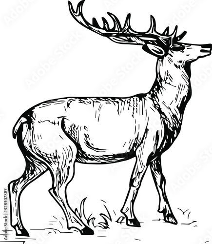  Hand drawn elk. Vector isolated on a transparent background