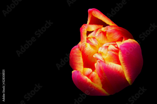 Beautiful orange tulip on a black background. Background beautiful flower.