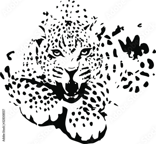  Hand drawn jaguar. Vector isolated on a transparent background
