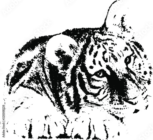  Hand drawn tiger. Vector isolated on a transparent background