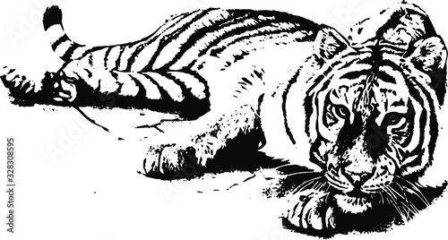  Hand drawn tiger. Vector isolated on a transparent background