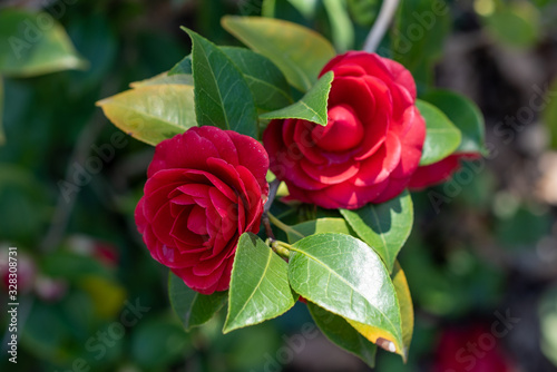 Flowers of Camellia japonica Black Lace