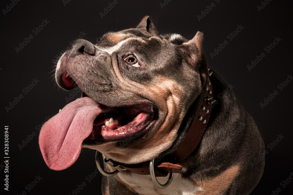 Joyful American Bully Dog Smiling at the Camera Against a Solid Background