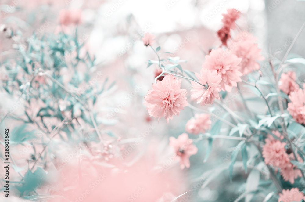 Beautiful flowers made with color filters. Flower garden. - Image
